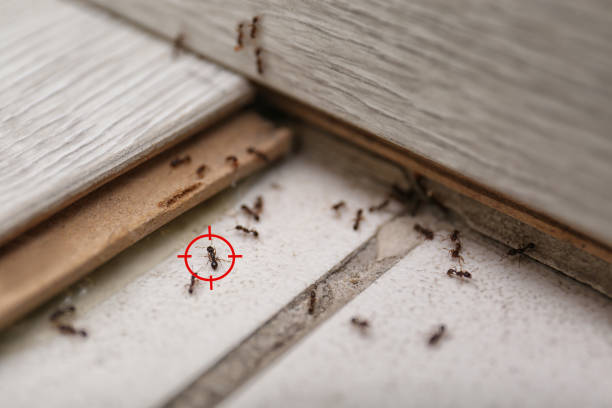 Best Wildlife Control Services  in Crooksville, OH