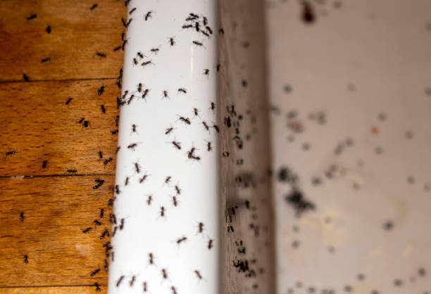 Best Exterminator Services  in Crooksville, OH