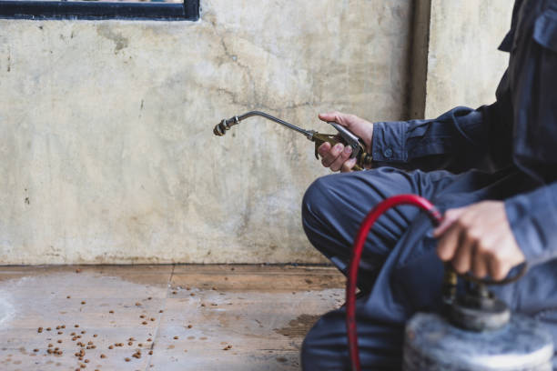 Best Rat Extermination Near Me  in Crooksville, OH